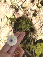Chaenactis artemisiifolia