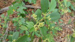 Frangula californica ursina