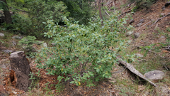 Frangula californica ursina