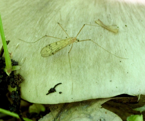 Metalimnobia triocellata