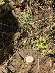 Chaenactis artemisiifolia