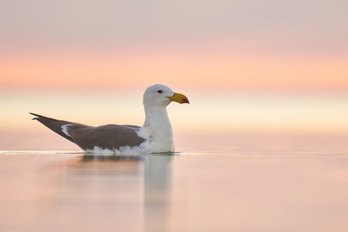 Pacific Gull｜太平洋鸥 参考照片