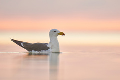 Pacific Gull photo 2