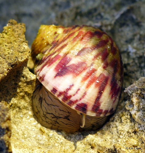 Bleeding Tooth Nerite