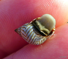 Echinolittorina ziczac