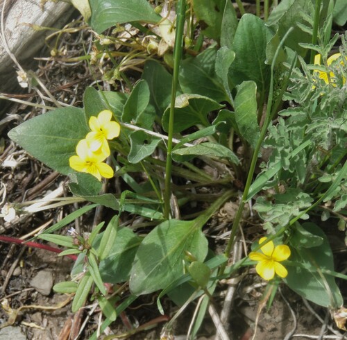 Image of Viola vallicola by no rights reserved