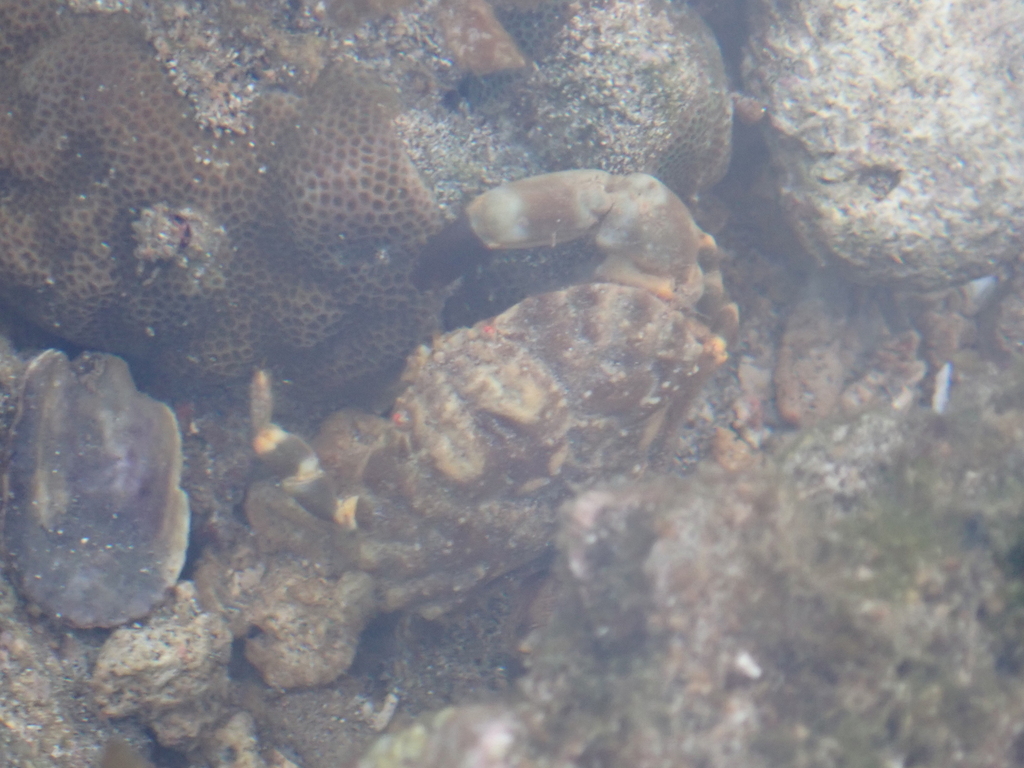 Macromedaeus crassimanus