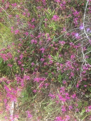 Clarkia concinna concinna