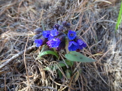 Pulmonaria australis