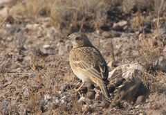 Anthus spragueii