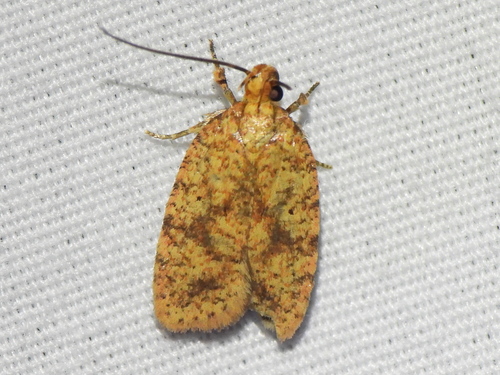 Four-dotted Agonopterix Moth photo 3