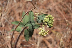 Asclepias similis