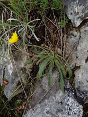 Leontodon tenuiflorus