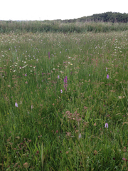 Anacamptis laxiflora
