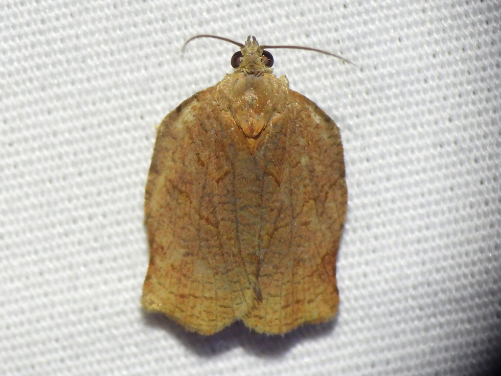 Omnivorous Archips