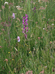 Anacamptis laxiflora