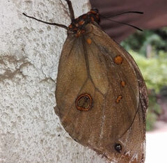Brassolis astyra