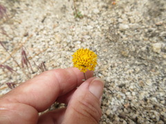 Chaenactis glabriuscula