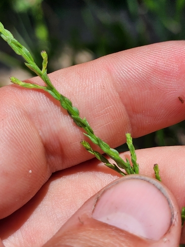 Image of Scaleleaf Aster (Symphyotrichum adnatum) by (c) Scott Allen Davis, some rights reserved (CC BY)