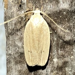 Antaeotricha osseella