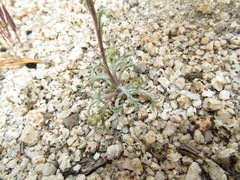 Chaenactis glabriuscula