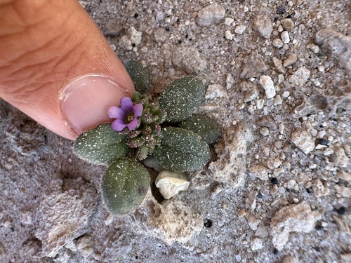 Image of Phacelia parishii by (c) Matt Berger, some rights reserved (CC BY)