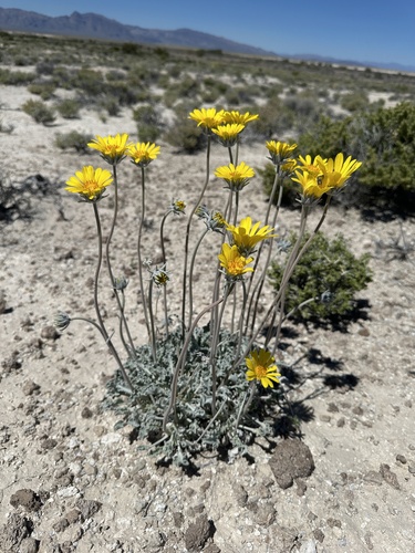 Image of Enceliopsis nudicaulis by (c) Matt Berger, some rights reserved (CC BY)