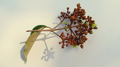 Vismia guianensis