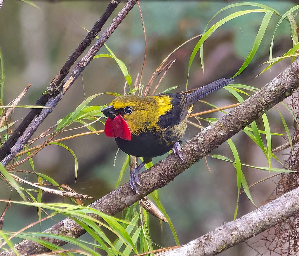 Wattled Ploughbill