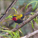 Wattled Ploughbill - Photo (c) Jim Moore (Maryland), some rights reserved (CC BY-NC), uploaded by Jim Moore (Maryland)