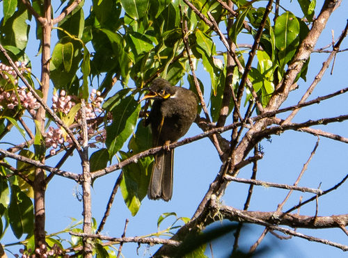 Caligavis subfrenata, 2023-06-06