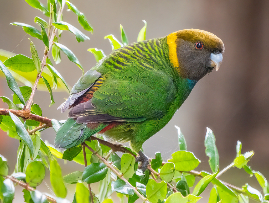Tiger Parrots