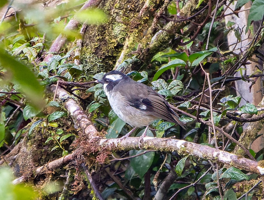 Black-capped Robin photo