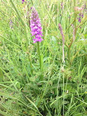 Dactylorhiza maculata