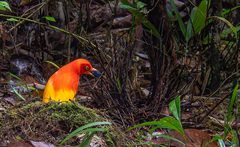 Flame Bowerbird photo 2