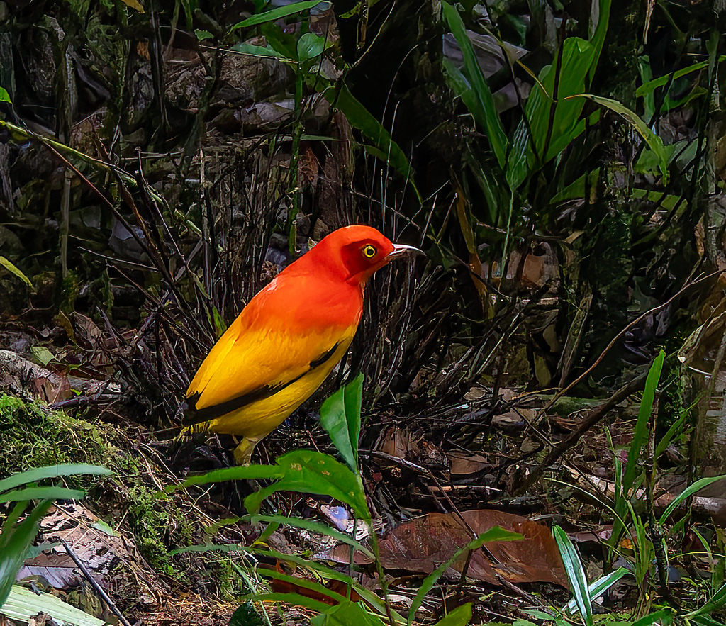 Flame Bowerbird photo