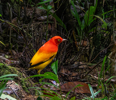 Flame Bowerbird photo 1