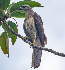 Doria's Goshawk photo 1
