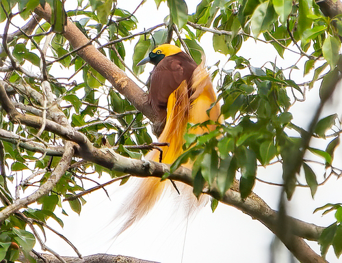 Paradisaea apoda observed 2023-06-17