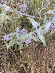 Salvia leucophylla