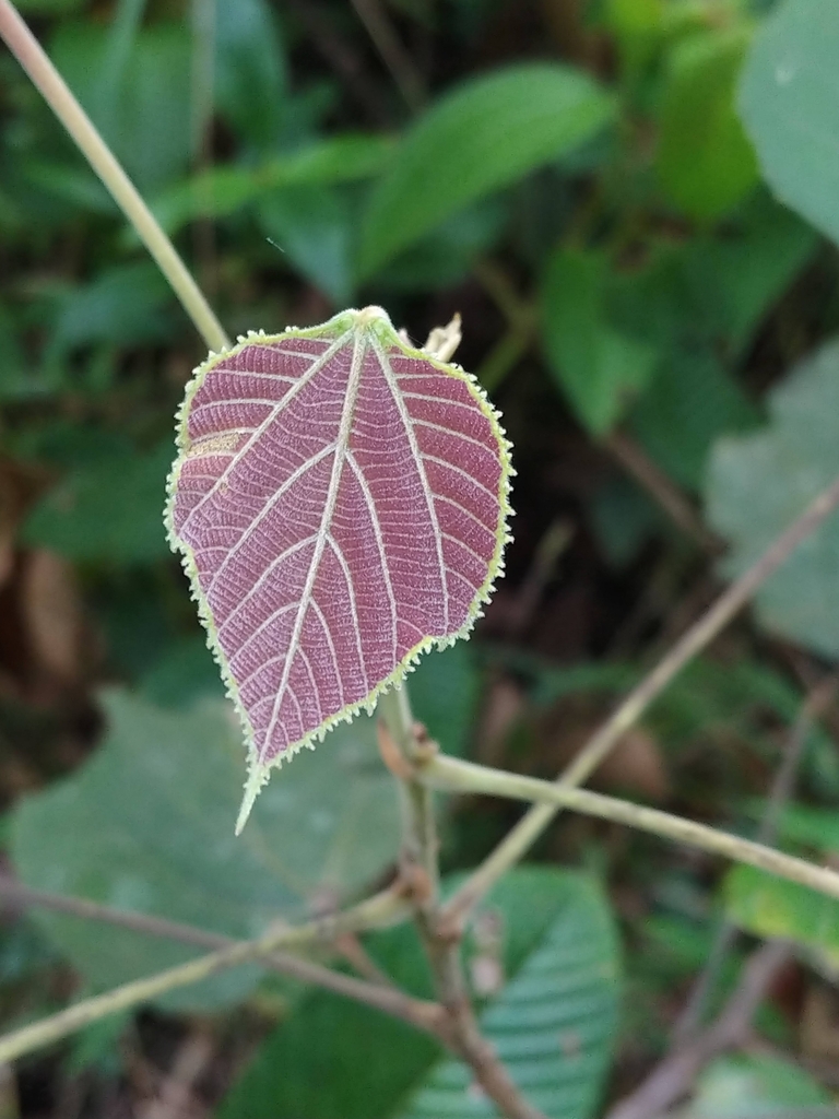 Sapat kecil (Macaranga trichocarpa)