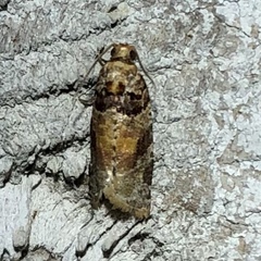 Argyrotaenia kimballi