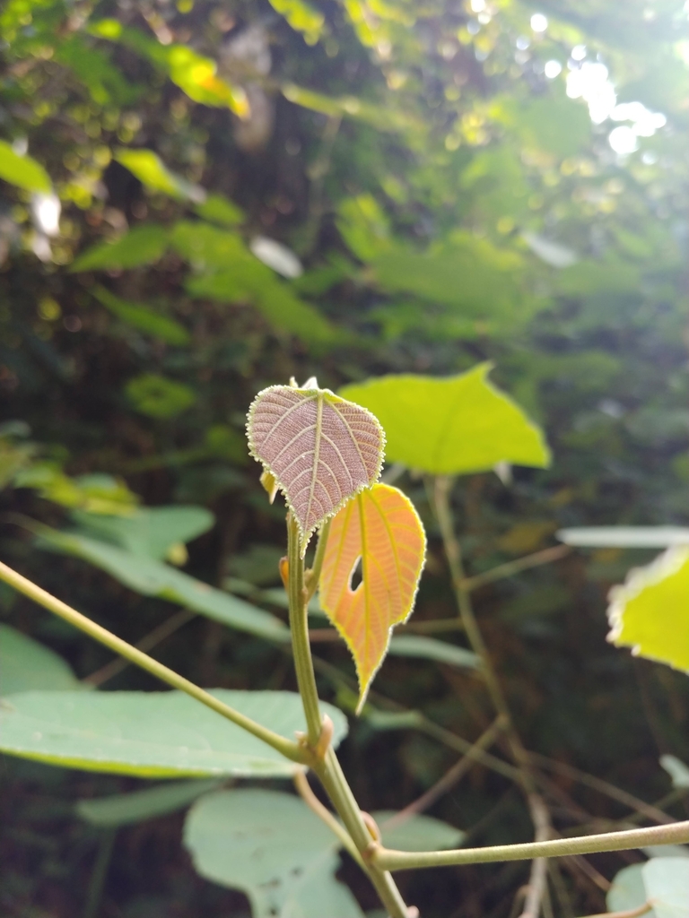 Macaranga trichocarpa (Macaranga trichocarpa)