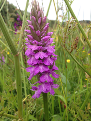Dactylorhiza maculata