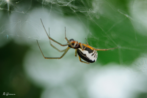 Frontinellina frutetorum