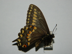 Papilio brevicauda