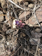 Lupinus brevicaulis