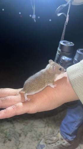 Eversmann's hamster (Allocricetulus eversmanni) — Least Concern Mammalia