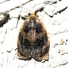 Archips infumatana
