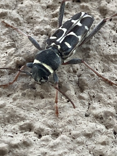 Spruce Zebra Beetle